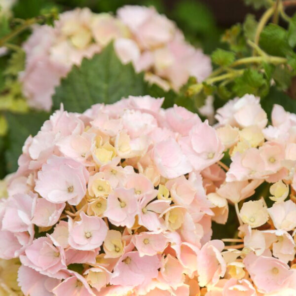 Выставка «Цветы осени. Гортензии и не только» в Аптекарском огороде