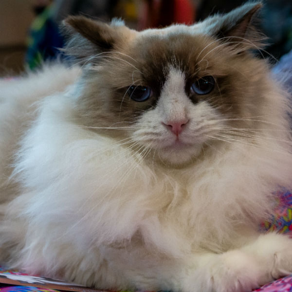 Выставка «Зоошоу. Весна»