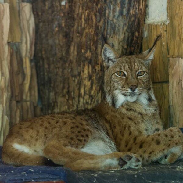 Фестиваль «Пробуждение жизни»