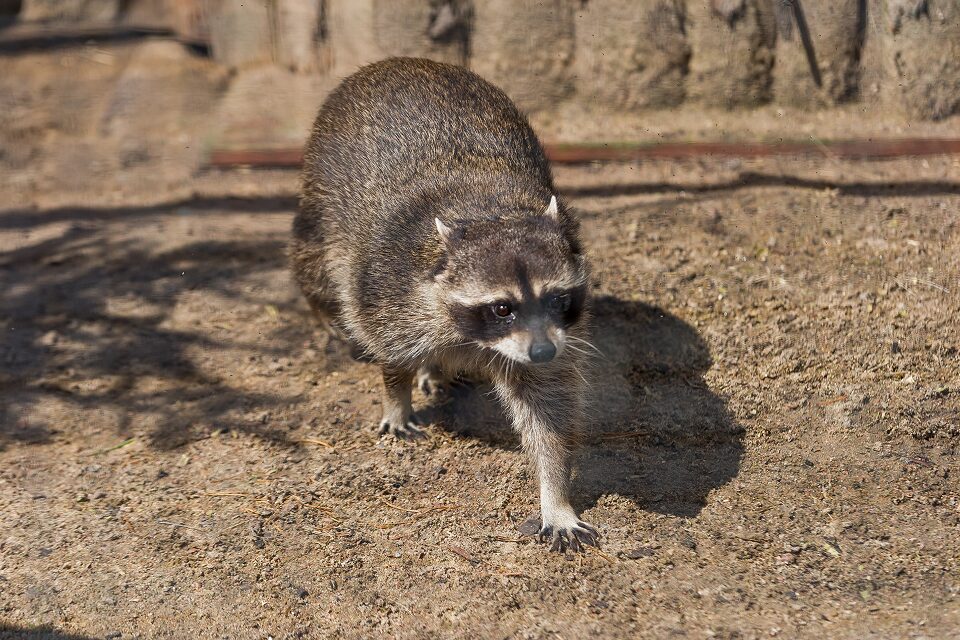 Животные Ленинградского зоопарка: кого и где можно увидеть в 2025 году