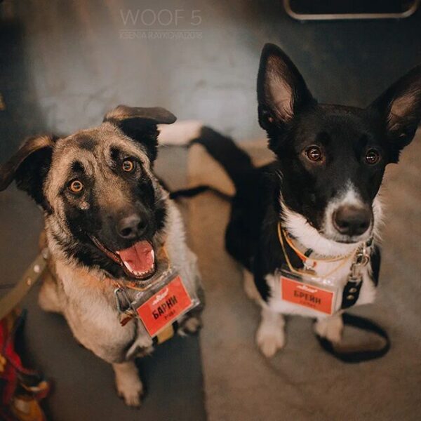 Благотворительный фестиваль Woof