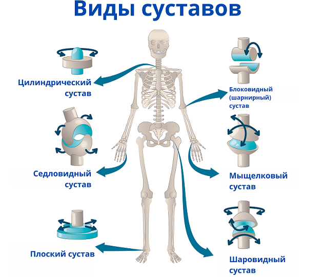 Виды суставов