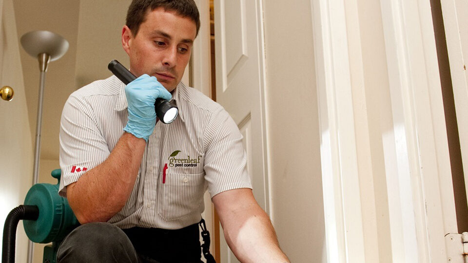 Как избавиться от блох в квартире и частном доме раз и навсегда