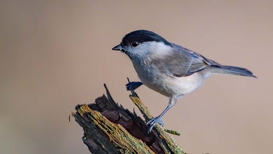 Лучшие отпугиватели птиц в 2025 году