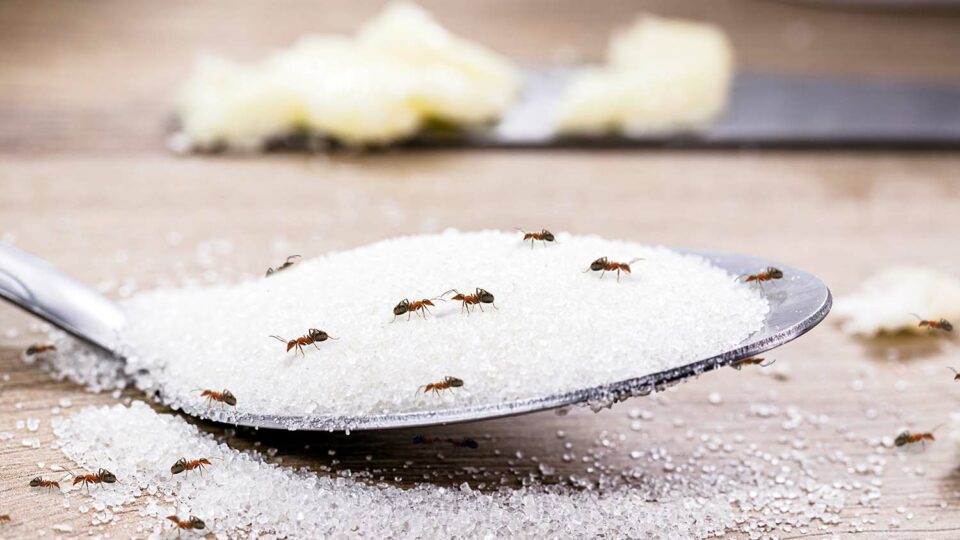 Даже самый чистый дом не застрахован от вредителей. Фото: RHJPhtotos / Shutterstock / Fotodom