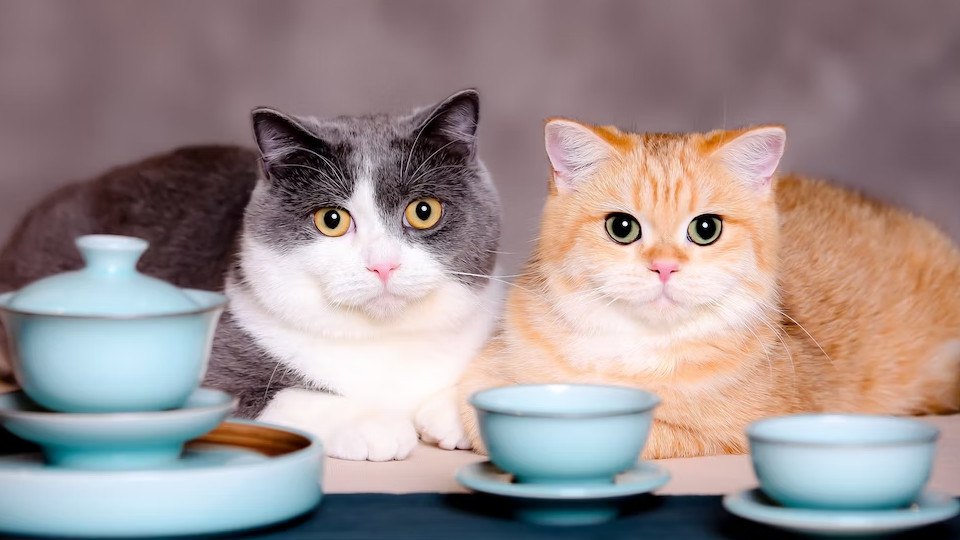 17 лучших холистик кормов для кошек в 2025 году