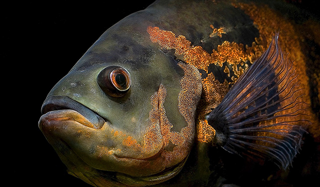 Астронотусы