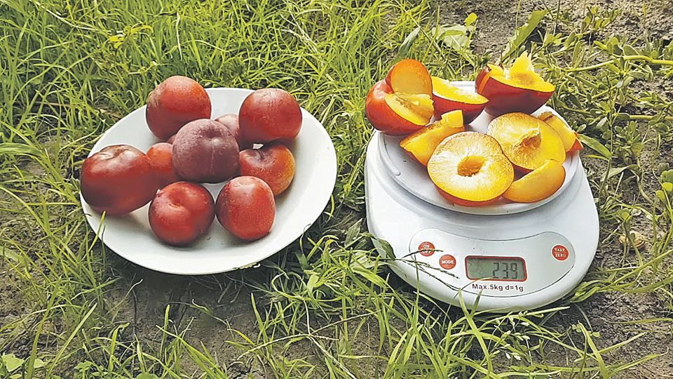 Шарафуга