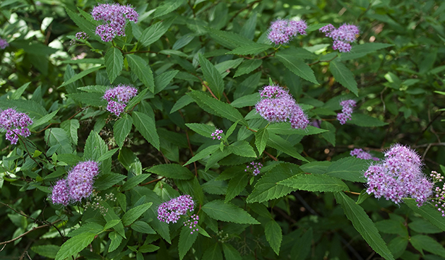 Спирея березолистная (Spiraea betulofolia)