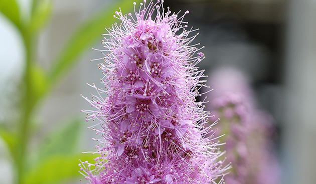 Спирея Билларда (Spiraea billardii)