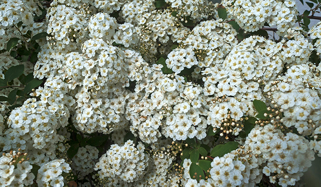 Спирея Вангутта (Spiraea х vanhouttei)