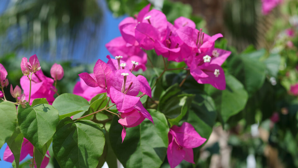 Бугенвиллия