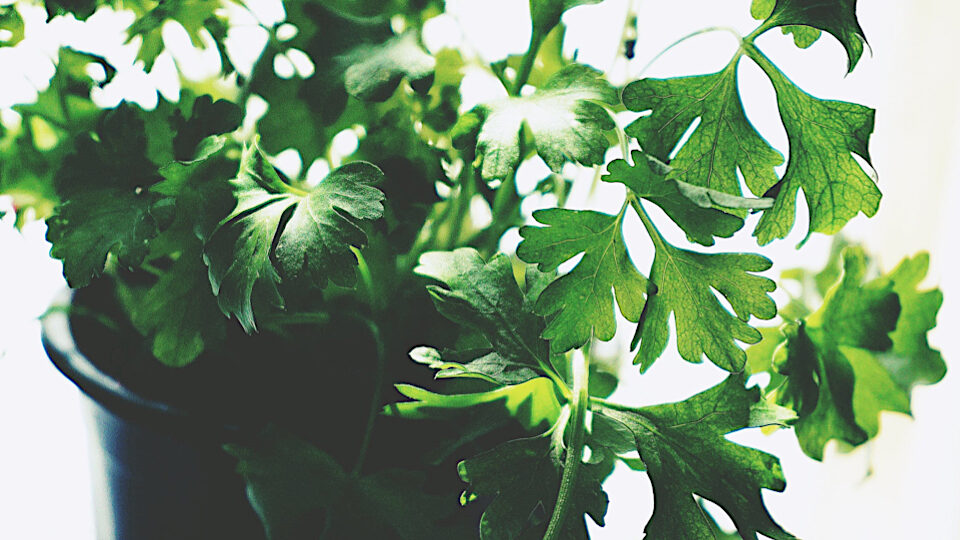 Петрушка: польза и вред для здоровья