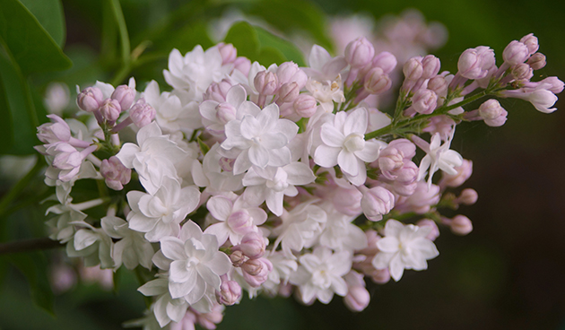 Красавица Москвы