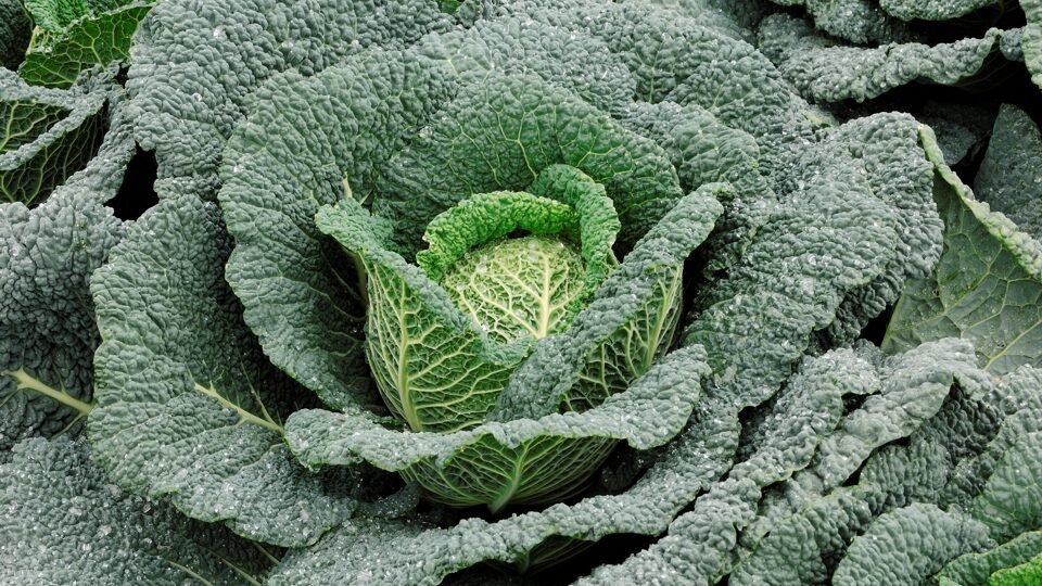 Savoy zelí: jak vypěstovat dobrou úrodu
