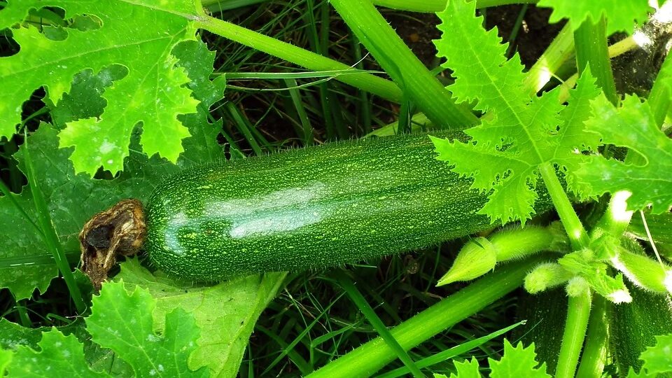 Посадка кабачков в открытый грунт семенами и рассадой
