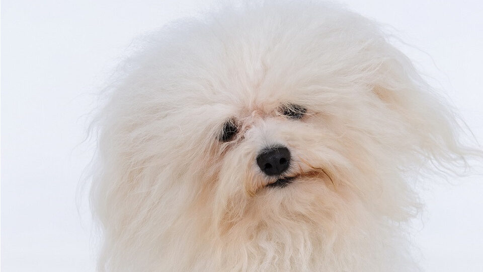 Болонез - подробное описание породы, особенности характера и элегантный внешний вид питомника Болон авеню Болонез: описание породы, характер и внешний вид - питомник Болон авеню