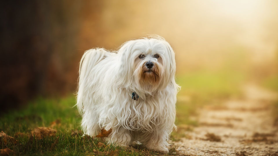 История и происхождение породы