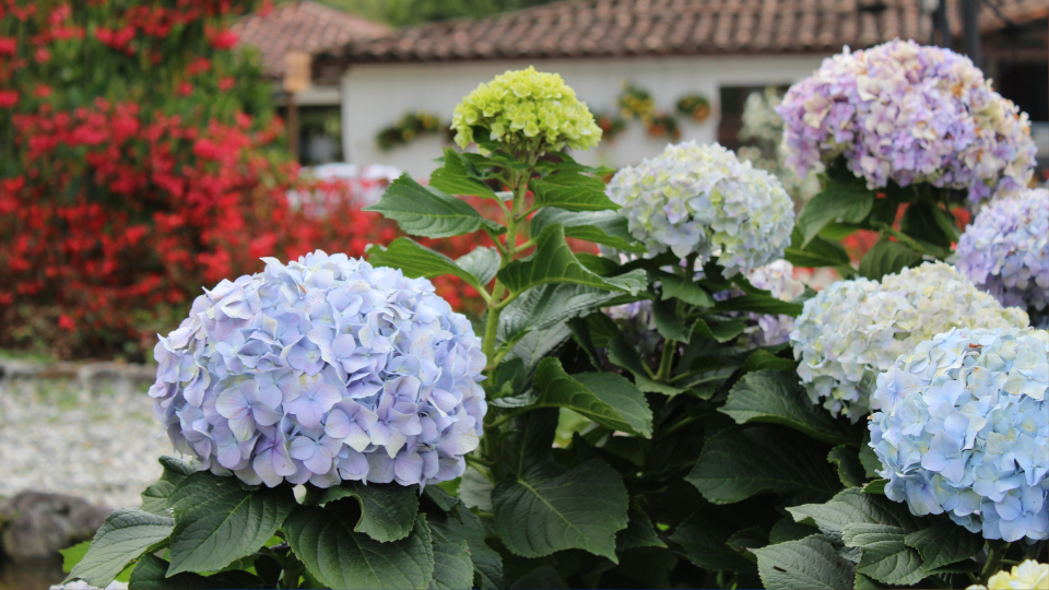 Гортензия: как выбрать правильный сорт и что с ним делать дальше