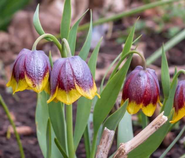 Рябчик Михайловского (Fritillaria michailovskyi)