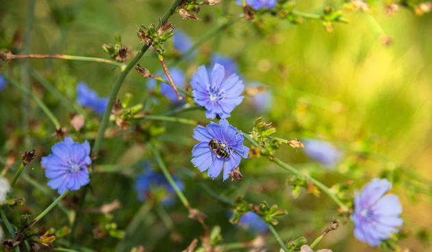 Цикорий обыкновенный