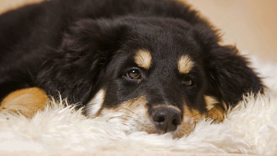 Микоплазмоз у собак