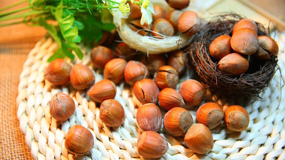 Фундук: польза и вред для организма