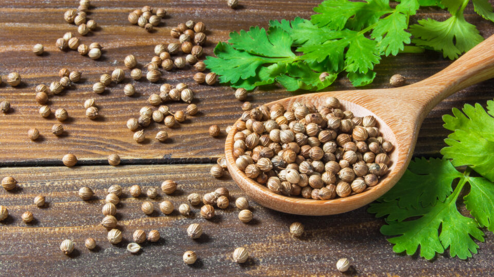 Кориандр: польза и вред для здоровья