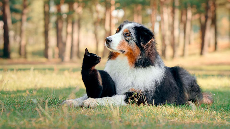 Как перевезти животное на дачу