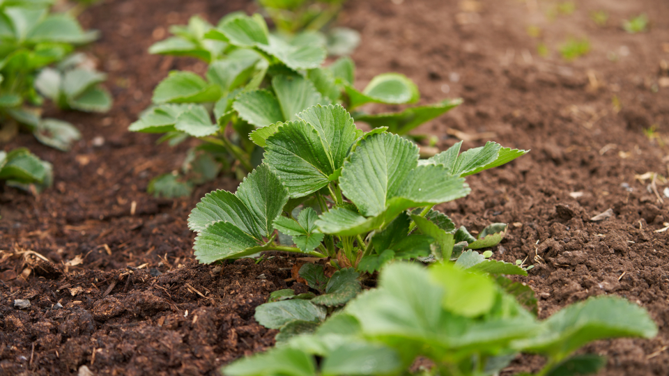 Схема посадки клубники