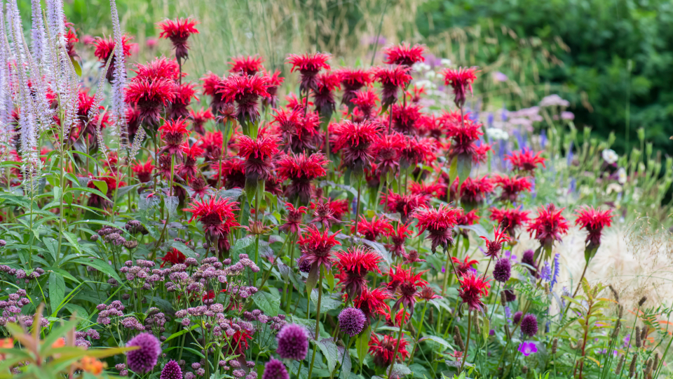 Монарда цветок