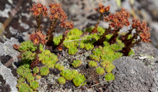 Виды молодило