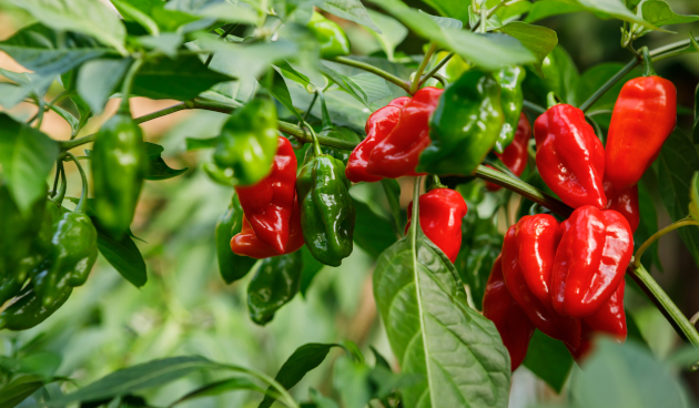 Сорта острого перца с описанием и фото
