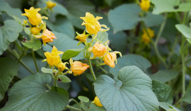 Посадка тладианты в открытый грунт