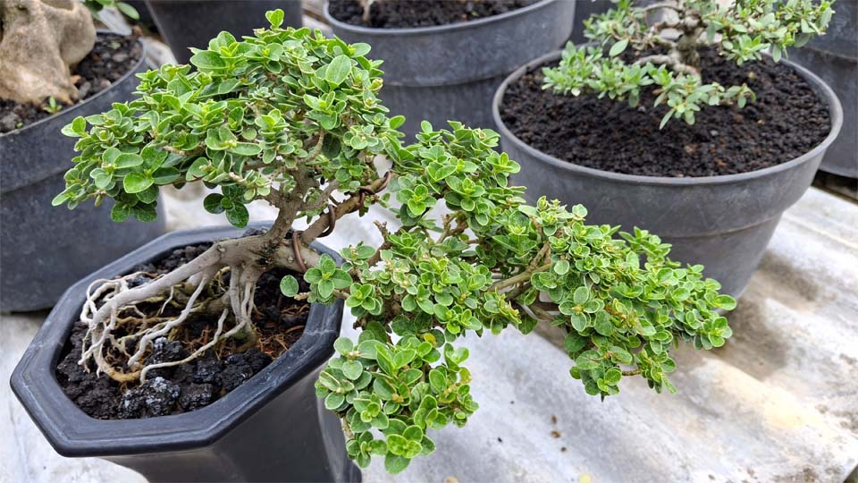 Фикус микрокарпа