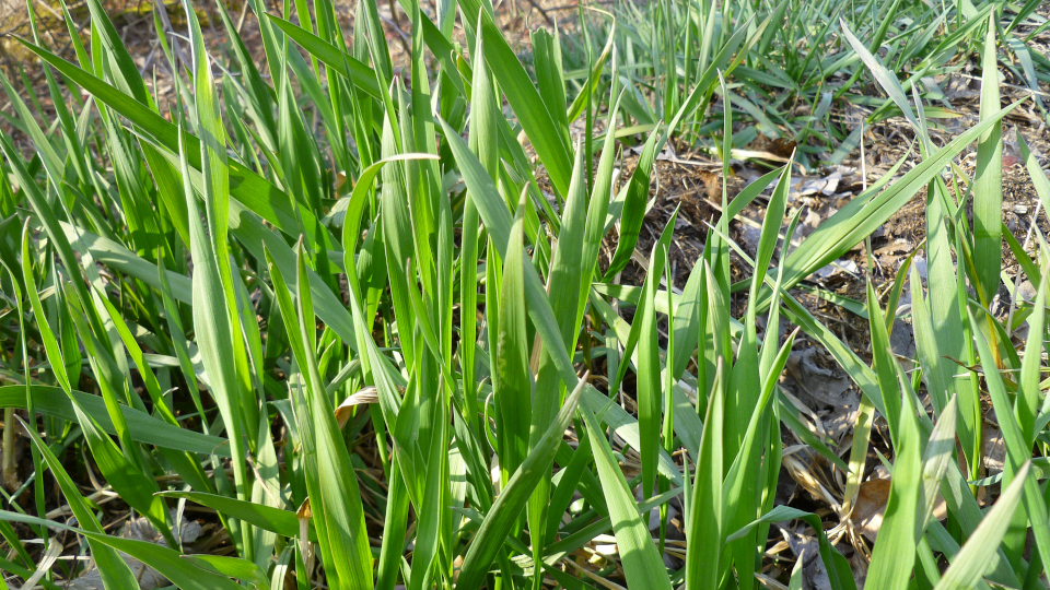 Пырей ползучий