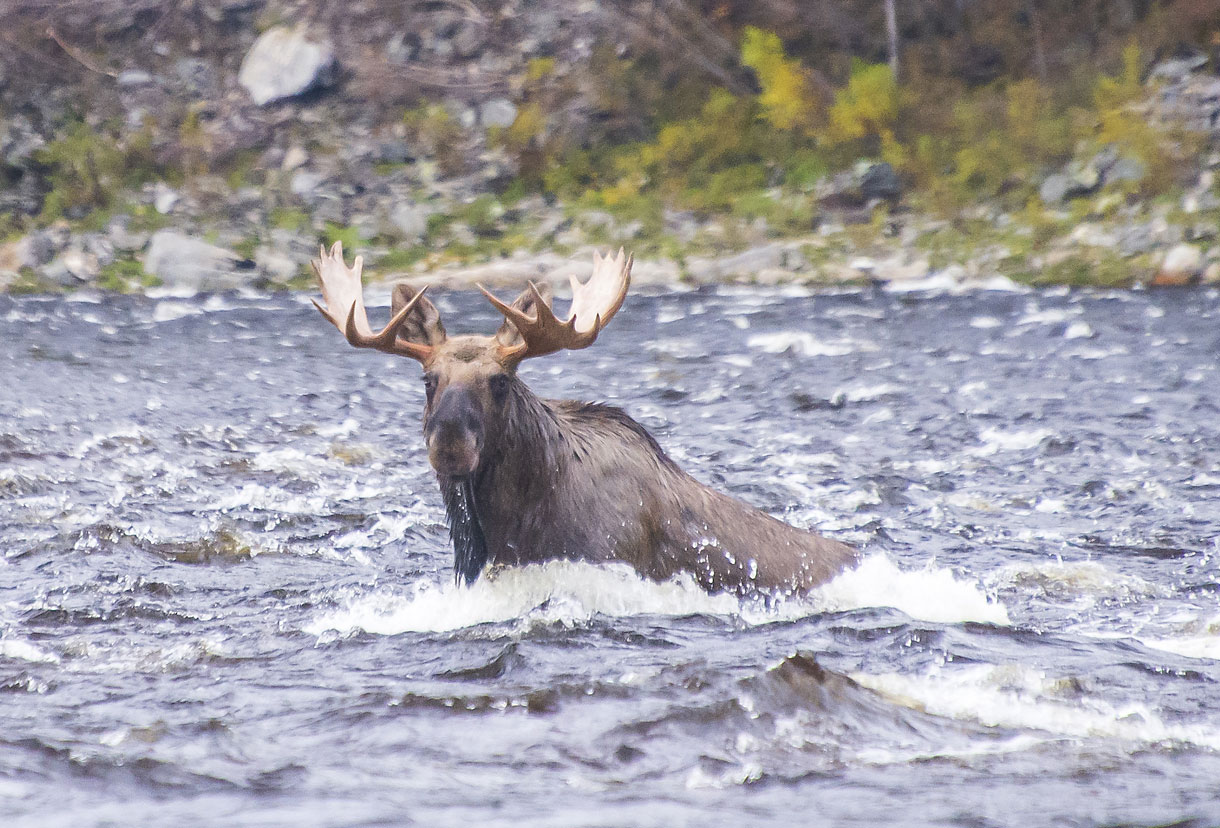Прямо на реке встретили крупного лося.