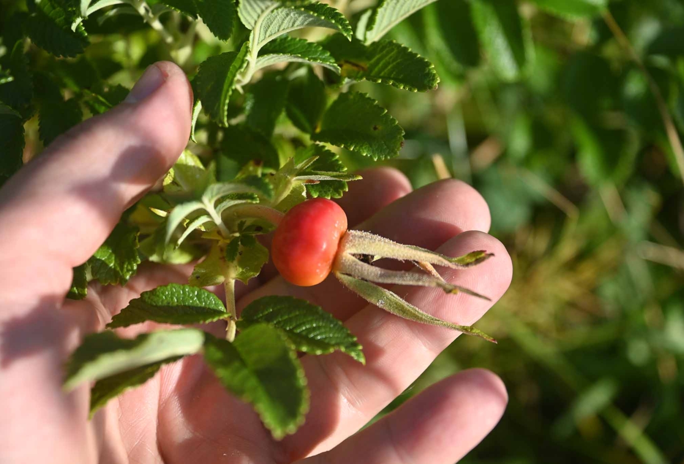 экспедиция на курилы VEL_3552