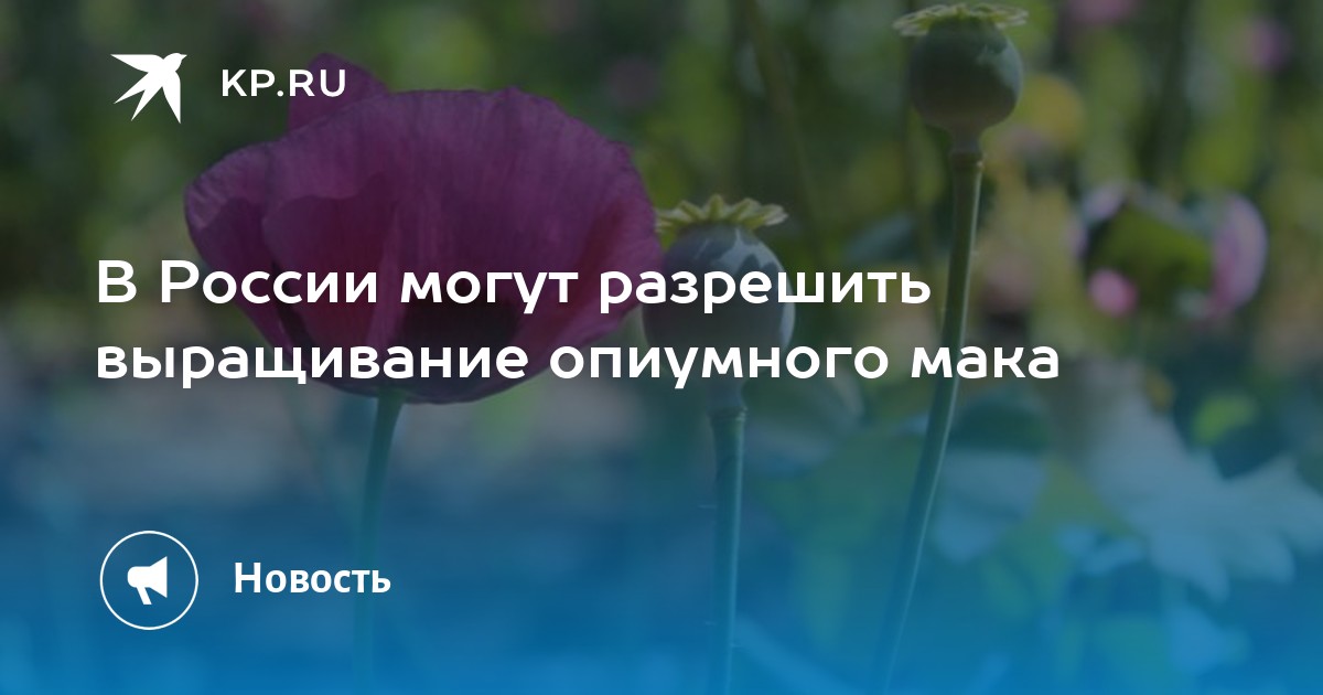 в россии могут разрешить выращивать коноплю в россии могут разрешить выращивать коноплю