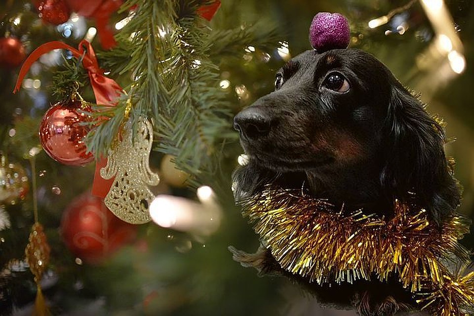 новогодняя собака. бигль. новый год надпись. новый год животные. 2010 год собаки.