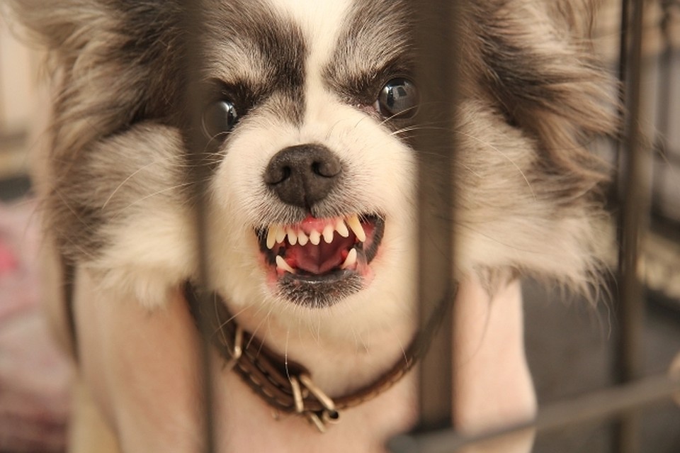 Распространение и последствия бешенства в Тверской области