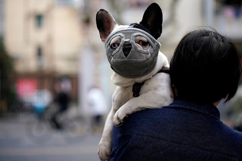 Главный ветврач России назвал животных, которые в зоне риска из-за ...