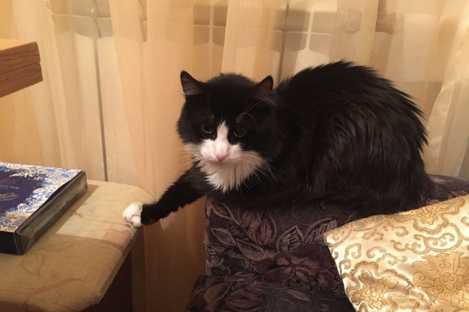 Магазин Черный Кот У Ярославле