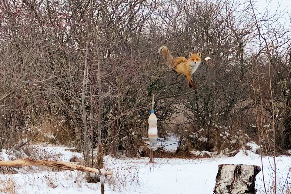 Лиса сделала все, чтобы добыть кусок сала. Фото: WildLife Photo (my_mriya) my-mriya.livejournal.com