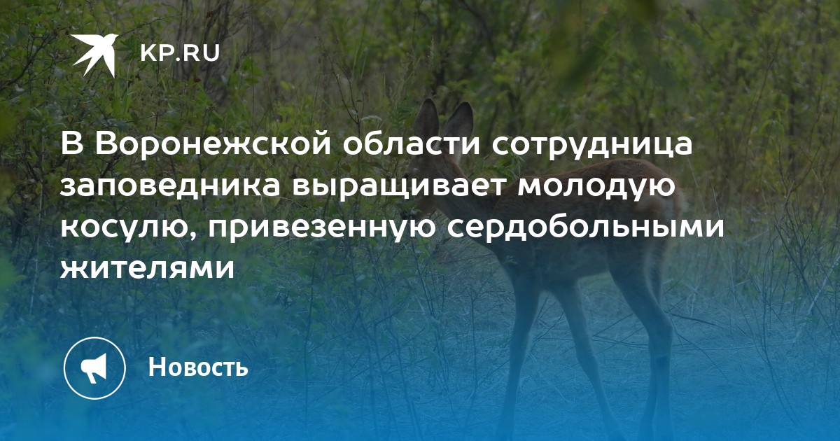 В Воронежской области сотрудница заповедника выращивает молодую косулю, привезенную сердобольными жителями - Vimarsana News