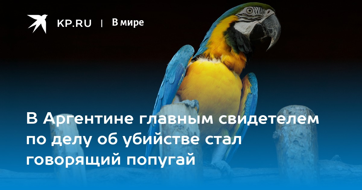 В Аргентине главным свидетелем по делу об убийстве стал говорящий попугай - Vimarsana News