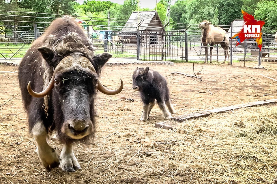 Большереченский зоопарк график работы. 12 канал зоопарк в большеречье. Достопримечательности большеречья зоопарк. Большереченский зоопарк имени в. Карта большереченского зоопарка.