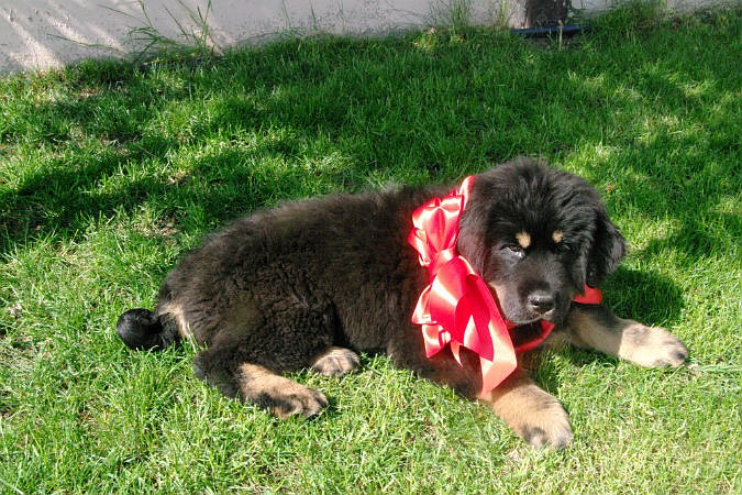 Купить Щенка Тайгана В России