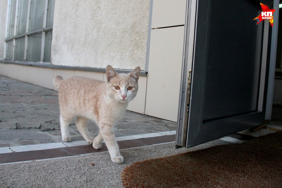 В совещании под председательством Дмитрия Рогозина в Нижнем Новгороде поучаствовал... кот.