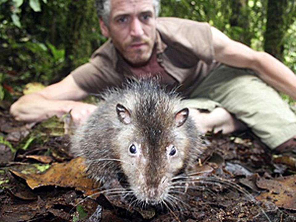 В лесах Папуа-Новой Гвинеи живет гигантская крыса